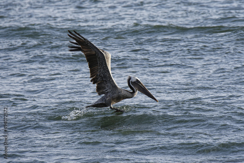 Closeup of a  Brown pelican (Pelecanus occidentalis) bird on a body of water with its wings open