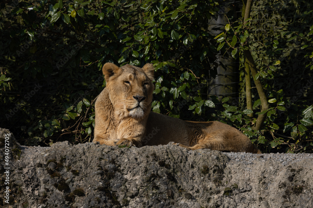 A lioness lies wearily on a rock watching the wilderness for prey. This big cat is really a very majestic animal and really dangerous. The beauty of nature. A lioness lies wearily on a rock watching the wilderness for prey. This big cat is really a very majestic animal and really dangerous. The beauty of nature.