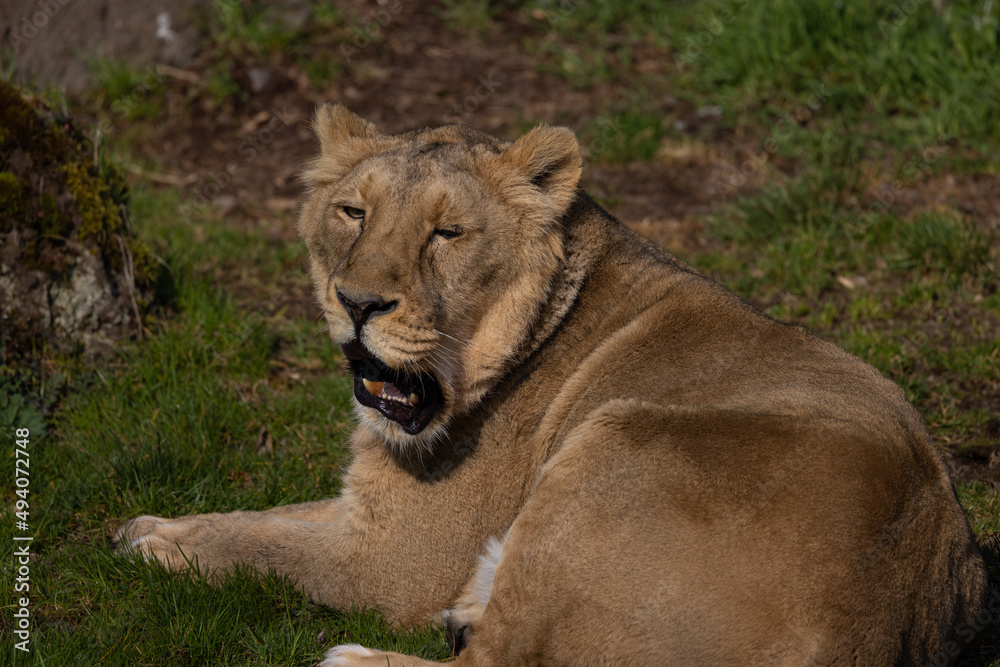 A lioness lies exhausted on the ground and licks her fur. The lions are mostly found in southern Africa and are unfortunately often hunted by poachers. A lioness lies exhausted on the ground and licks her fur. The lions are mostly found in southern Africa and are unfortunately often hunted by poachers.