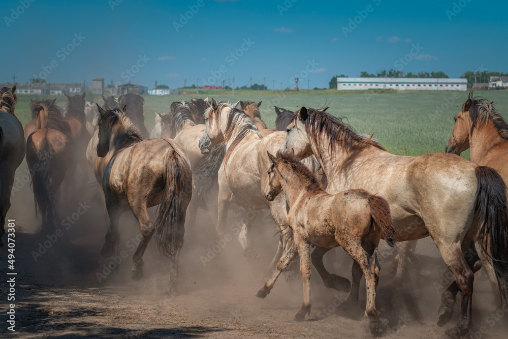 A herd of horses runs along a dusty road on a sunny day. A herd of horses runs along a dusty road on a sunny day.