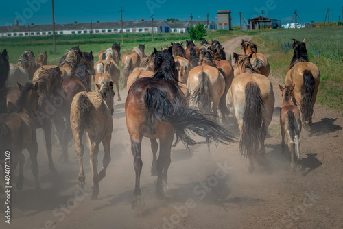 A herd of horses runs along a dusty road on a sunny day.