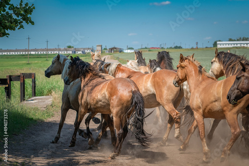 A herd of horses runs along a dusty road on a sunny day. © shymar27