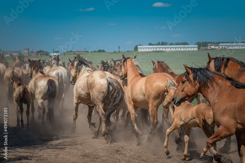 Fototapeta Naklejka Na Ścianę i Meble -  A herd of horses runs along a dusty road on a sunny day.