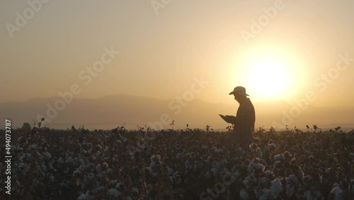 a farmer in a cotton field in the early morning against the backdrop of the rising sun from behind the mountains
