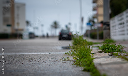 Weeds grow on the roadside curbs. Selective focus. photo