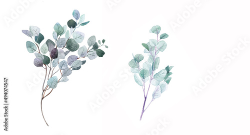 Set of sprig of eucalyptus in watercolor.Female decor for printing.