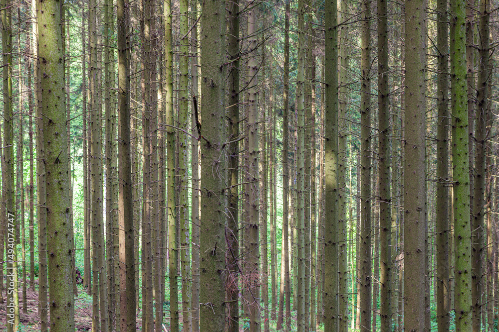 Obraz premium pattern of trees in forest