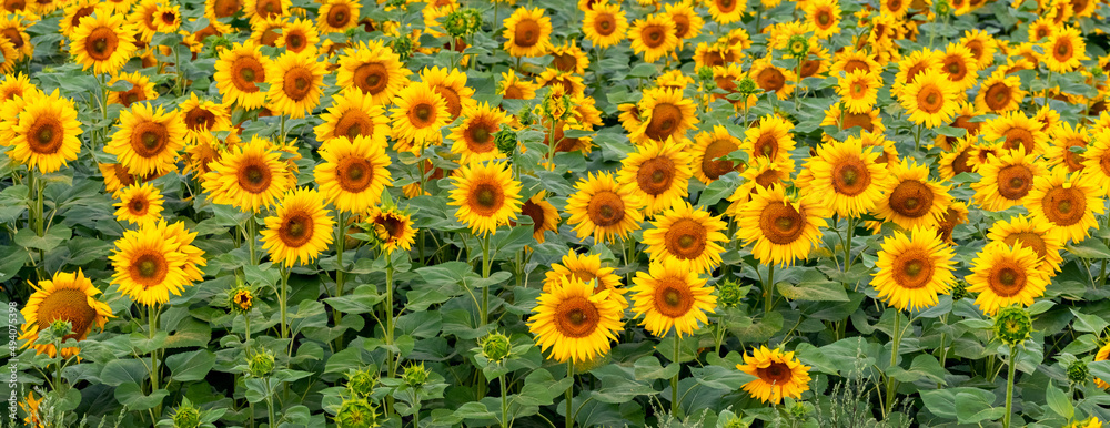 Wide field with yellow sunflowers. Flowering sunflowers in the field Wide field with yellow sunflowers. Flowering sunflowers in the field