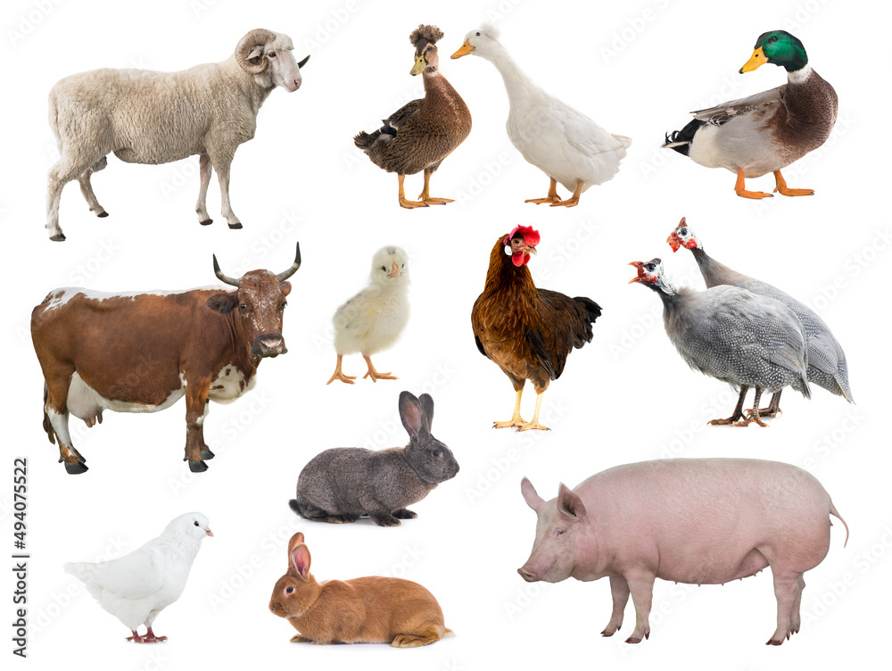 pets isolated on white background pets isolated on white background