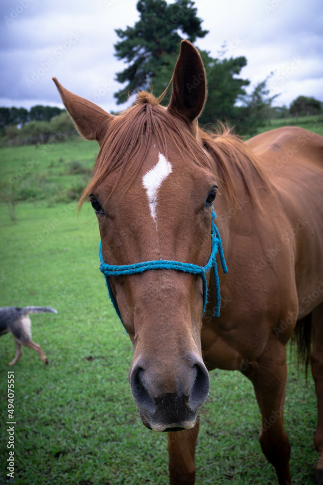 Obraz premium horse
