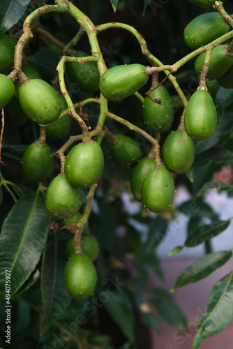 Green baby ambarella on the tree. Young fresh green ambarella fruits on a branch.
