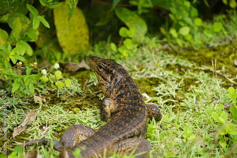 Gold tegu, also known as the golden tegu, black tegu, Colombian black and white tegu, tiger lizard, is a species of tegu. Tupinambis teguixin, Teiidae family. Rio Negro riverbank, Manaus -AM, Brazil. Gold tegu, also known as the golden tegu, black tegu, Colombian black and white tegu, tiger lizard, is a species of tegu. Tupinambis teguixin, Teiidae family. Rio Negro riverbank, Manaus -AM, Brazil.