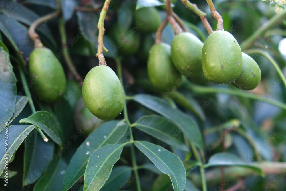 Green baby ambarella on the tree. Young fresh green ambarella fruits on a branch. Green baby ambarella on the tree. Young fresh green ambarella fruits on a branch.