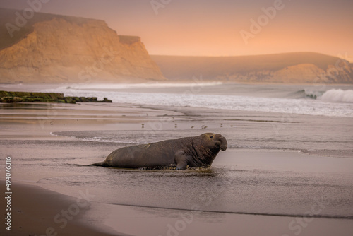 Fotografie Elephant seal on the coast of the wavy sea at Point Reyes National Seashore