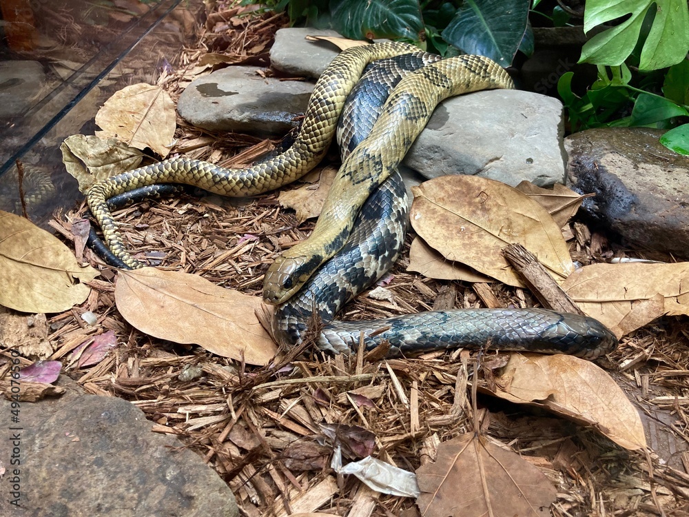 Fototapeta premium False water cobra snakes 