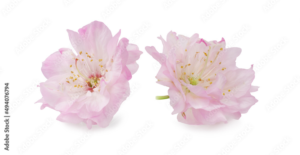 Cherry blossoms isolated on a white background