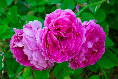 Red peonies in the garden. Red peony macro photo. Burgundy peony flower