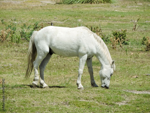 animales de granja en libertad