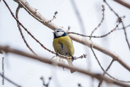 Cute bird, Eurasian blue tit, songbird sitting on a branch without leaves in early spring