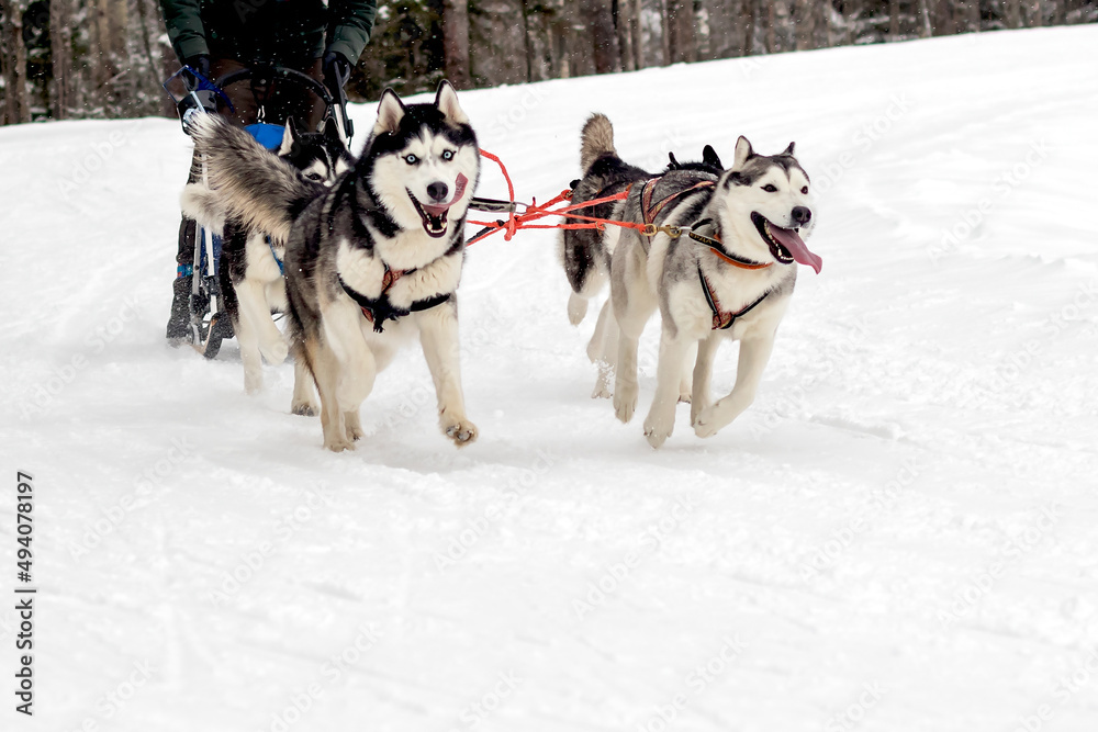 A group of hardy Siberian Husky dogs in a harness run at a speed ahead of the sleigh. A group of hardy Siberian Husky dogs in a harness run at a speed ahead of the sleigh.