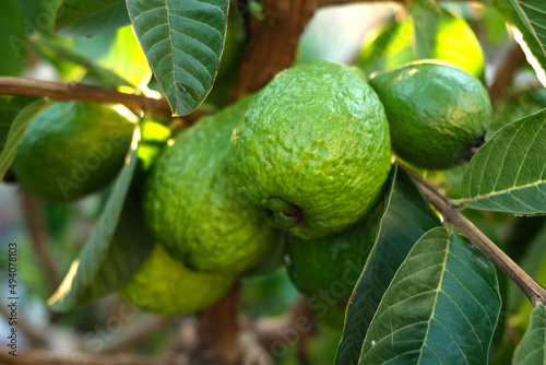 Wallpaper Mural Ripe guava on the tree branch with green leaves Torontodigital.ca