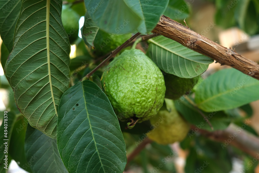 Obraz premium Ripe guava on the tree branch with green leaves