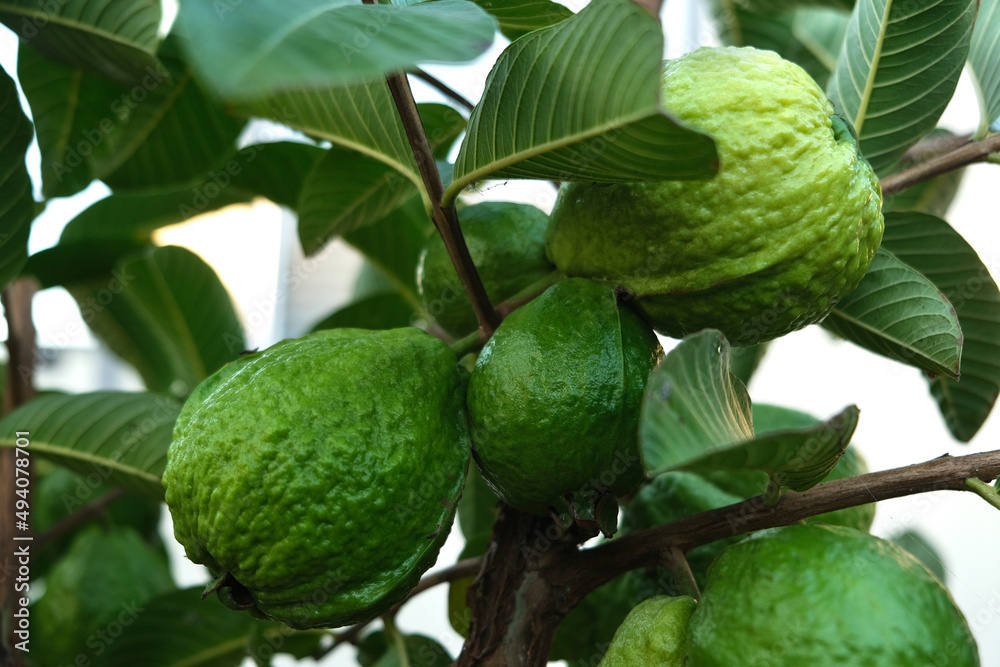 Obraz premium Ripe guava on the tree branch with green leaves