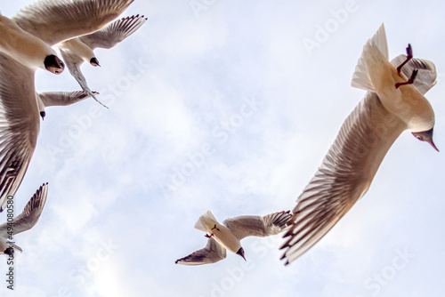 Fototapeta Low angle view of white seagulls flying in the sky