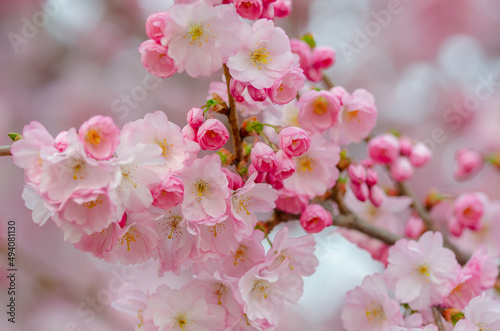 rosa japanische Kirchblüte	im Frühling