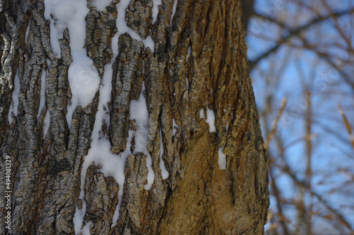 Tree bark spottily covered in snow on a sunny day photo