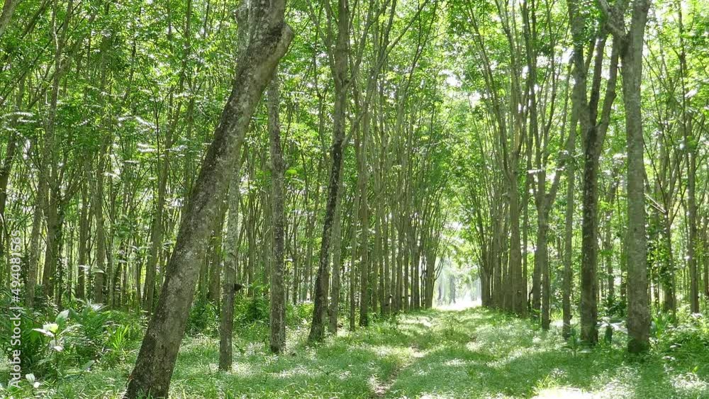 Rubber trees, economic crops in the south of Thailand Rubber trees, economic crops in the south of Thailand