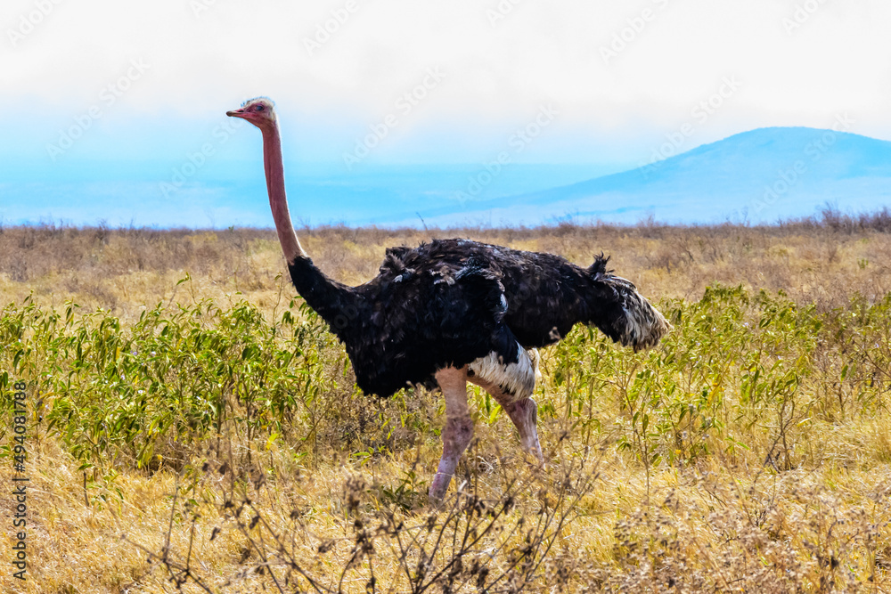 Naklejka premium Common ostrich (Struthio camelus) at the Ngorongoro national park, Tanzania. Wildlife photo