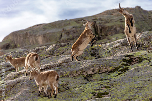 The two wild goats fighting in the mountains