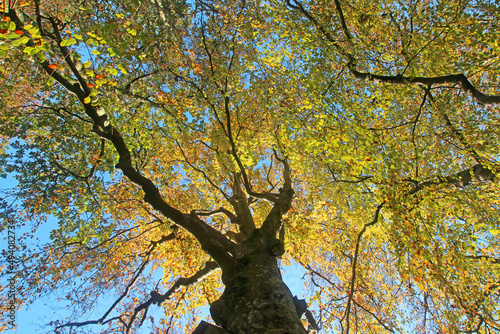 Beech tree in Autumn 