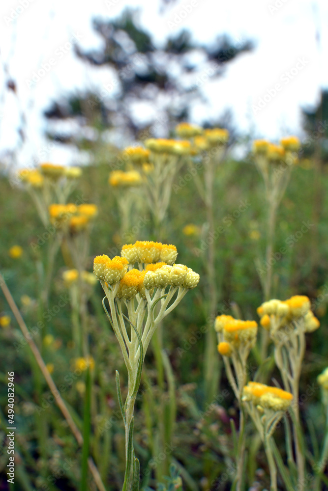 In the wild, the blooms immortelle (Helichrysum arenarium)