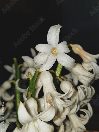 Closeup of white hyacintus flowers in a darkness photo