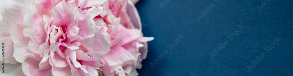 female hand holding a bright pink peonies ,bud. Woman with spring flowers. blue backgound, copy space for text. Top view, minimalistic composition. Invitation, holiday banner