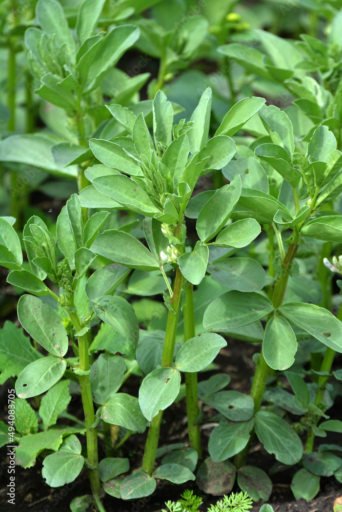 Horse bean (Vicia faba) grows in the soil