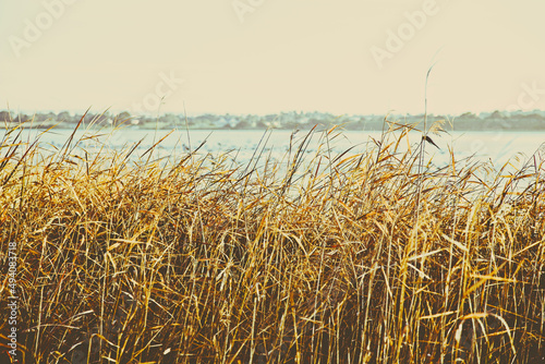 Scenic view of the reeds near the Murray River in Goolwa, South Australia photo