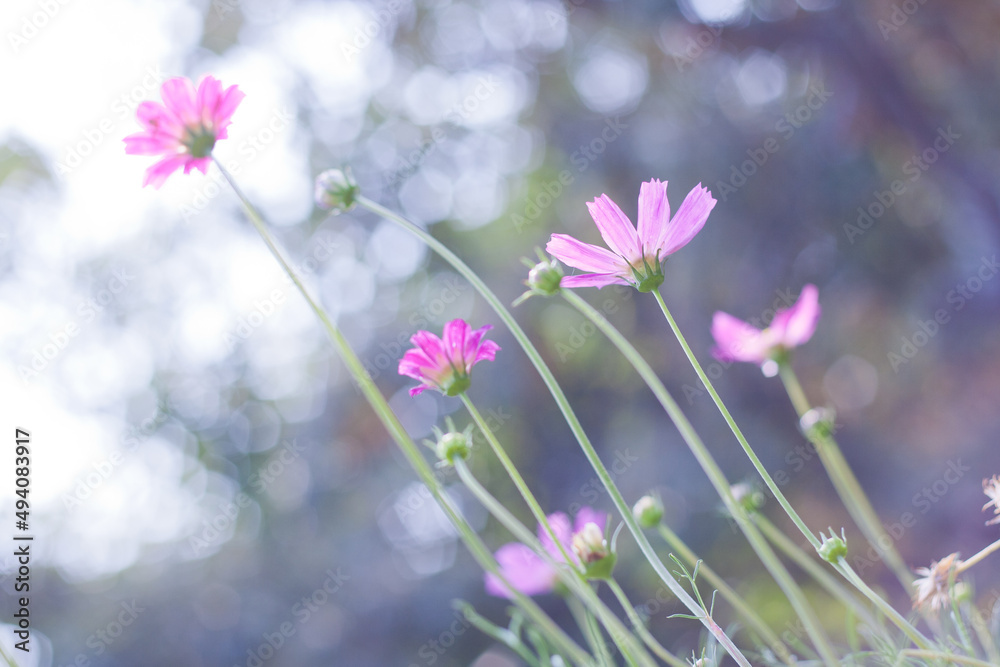 Fototapeta premium Pink flowers in the garden natural background, selective focus and depth of field. Pink flowers with bokeh in the garden, natural background