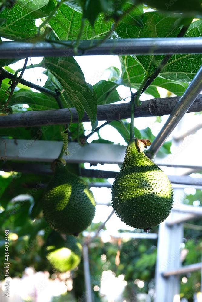 Cochinchin Gourd Gac, Momordica Cochinchinensis fruit on vine Stock