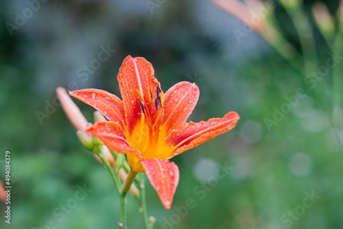 Orange color lily blooming in the garden on green bokeh background  colorful nature