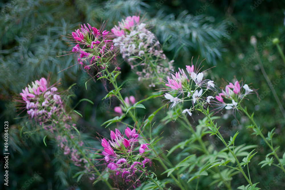 Pink purple Spider flowers in the garden natural background, selective focus and depth of field. Spider flower pink purple flowers in the green garden background Pink purple Spider flowers in the garden natural background, selective focus and depth of field. Spider flower pink purple flowers in the green garden background