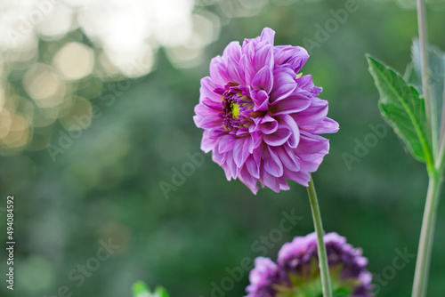 Pink purple Dahlia flowers in the garden natural background, selective focus and depth of field. Dahlia purple flowers in the green garden background © Dina