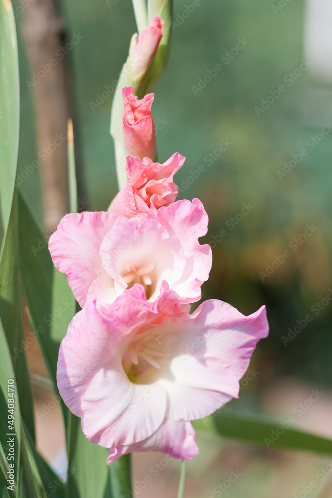 Fototapeta premium Pink gladiolus or sword lily flowers in the garden. Summer gardening blooming red pink flower.