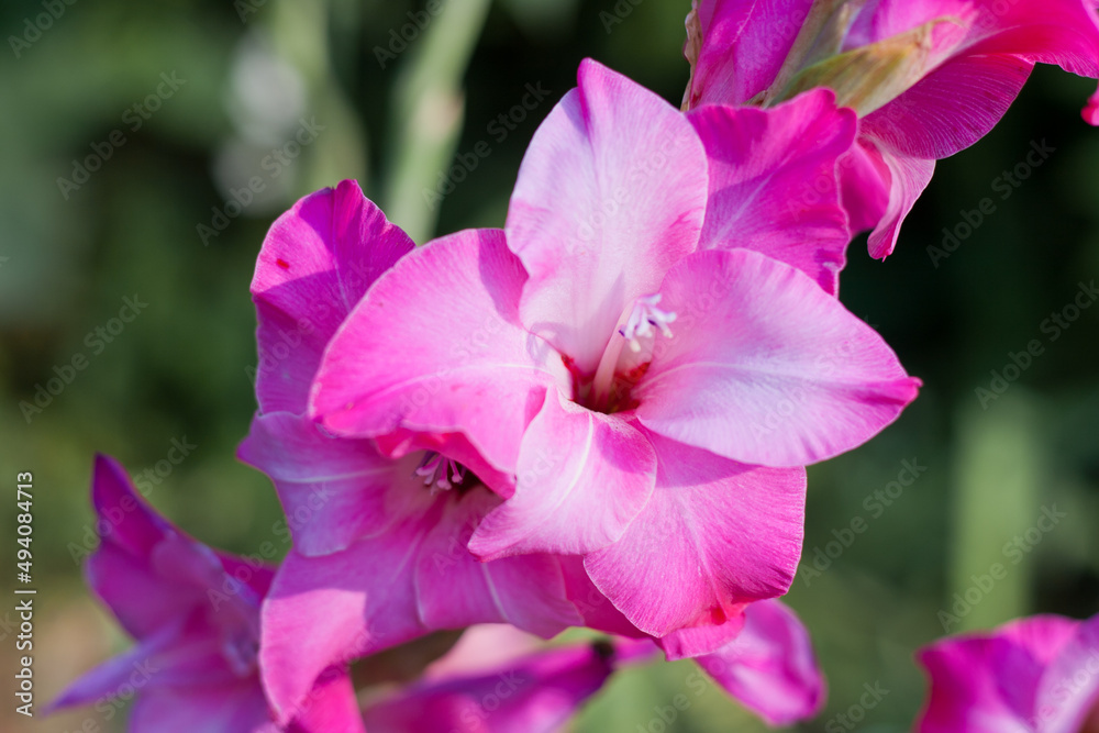 Pink gladiolus or sword lily flowers in the garden. Summer gardening blooming red pink flower. Pink gladiolus or sword lily flowers in the garden. Summer gardening blooming red pink flower.