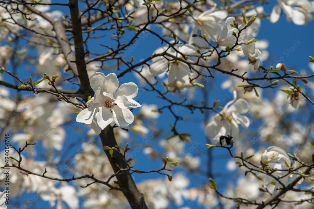Nice magnolia tree flowers at spring sunny day, nature awakening