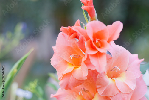 Pink gladiolus or sword lily flowers in the garden. Summer gardening blooming red pink flower.