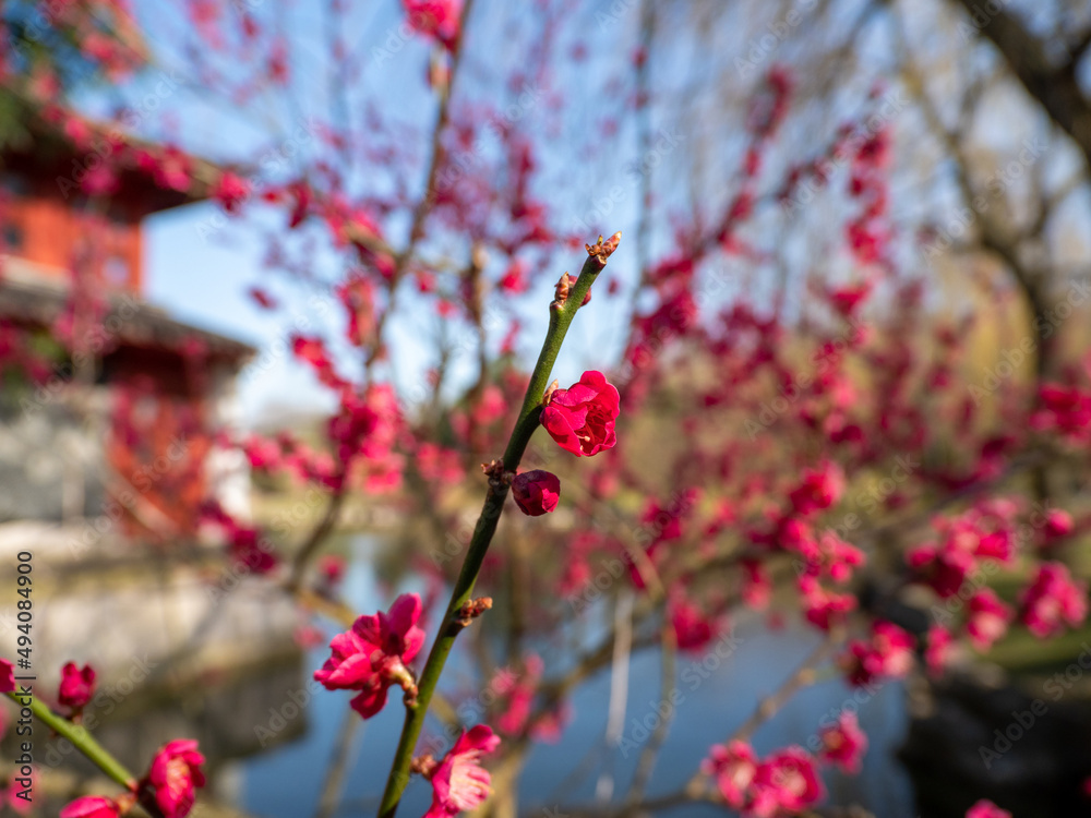 Macro of bright red spring flowering of Japanese quince or Japanese chaenomeles against a blurred garden background. Sunny day. Macro of bright red spring flowering of Japanese quince or Japanese chaenomeles against a blurred garden background. Sunny day.