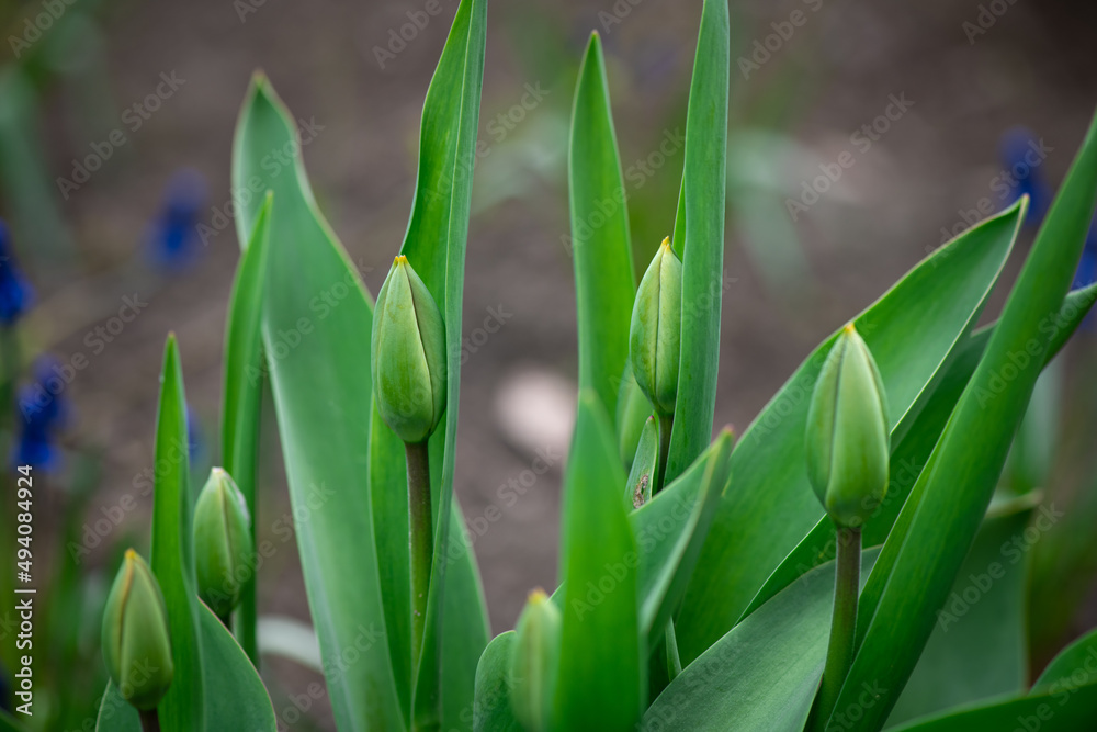 Nice color tulip flowers after the spring rain nature flora macro photo with empty space for text Nice color tulip flowers after the spring rain nature flora macro photo with empty space for text